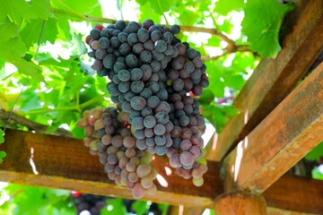 Afghan Grapes