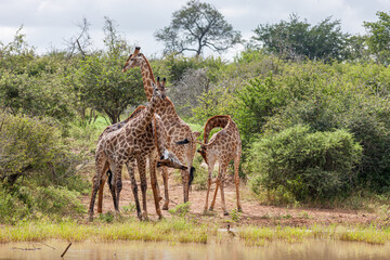 South Africa, Kruger National Park, Giraffe (Giraffa camelopardalis)