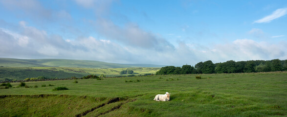 white foal lies on the moor in national nature reserve dartmoor