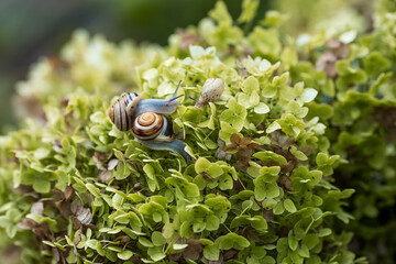 Terrestrial gastropod mollusk of the Helicidae family. Grape snail (Helix pomatia) on a flowering hydrangea. Garden pest. Edible snail.