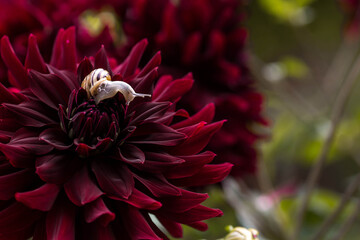 Terrestrial gastropod mollusk of the Helicidae family. Grape snail (Helix pomatia) on a flowering dahlia. Garden pest. Edible snail.