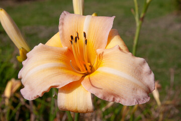 Fototapeta premium Orange flowers. Close up of soft orange lily flower in garden showing detailed texture of petals and stamens. Soft green background Perfect for botanical, floral themes, background, post