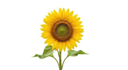 Brilliant sunflower blossoms brightens with vibrant petals and intricate center against pure white
