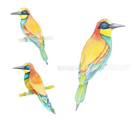 Fototapeta premium Watercolor Exotic Birds Set, Hand Painted Colorful Bird Clipart