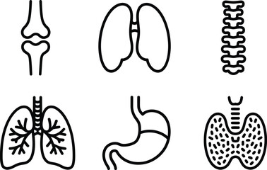 Anatomical Human Organs Featuring The Lungs, Spinal Column, Thyroid, Stomach, Bone Joints, And Human Organs