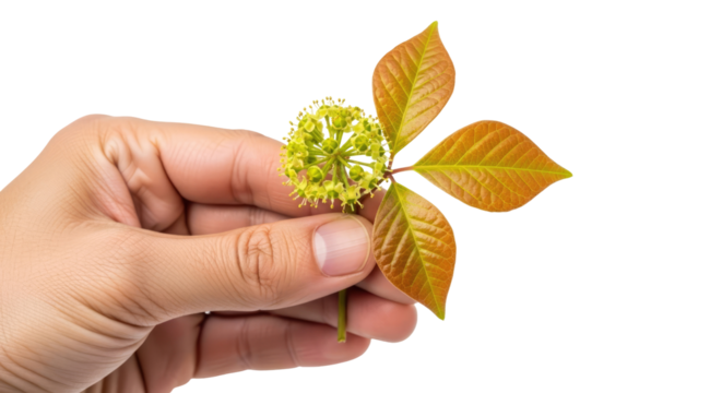 offering a sprig of aralia natures gentle embrace, a symbol of quiet strength, isolated on transparent background