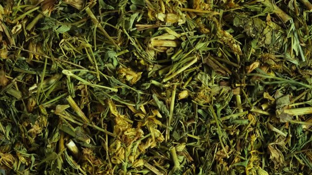 Common St. John's-wort dried plant. Hypericum perforatum is most commonly used species as herbal substitute for prescription drugs to treat depression, and is also sold as dietary supplement.