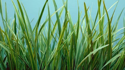 Obraz premium Variegated grass blades close up