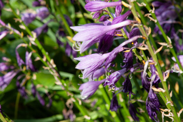 Fototapeta premium Purple tall flowers. A bright background with delicate purple hosta flowers in the rays of sunlight against greenery for background, post, screensaver, wallpaper, postcard, banner, cover, website