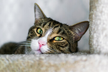 Gray and white cat lies on white fluffy pet bed. Depressed animal with pink nose looks with sad eyes at the camera. Feline misses, wait the owner at home. Health care, disease, pain, shelter concept