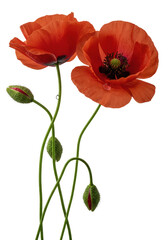 Naklejka premium Two vibrant red Papaver rhoeas poppies, green buds, slender stems, luminous dewdrop on petal, isolated on pure transparent, soft studio light. Pristine botanical product concept