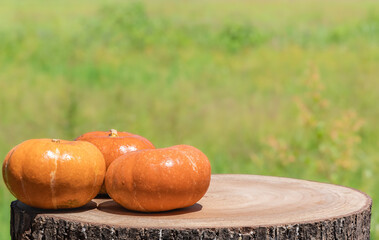 Autumn pumpkins on wooden tree stump table top with green natural background