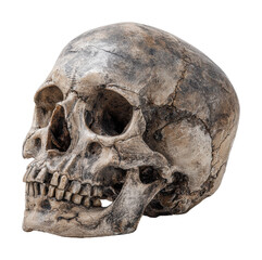 Exploring ancient artifacts skull display museum isolated on transparent background