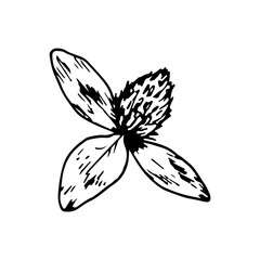 Hand drawn vector illustration of clover bud with leaves in line art, symbolic in herbal medicine and Irish folklore, ideal for botanical prints, eco packaging, apothecary labels and festive design
