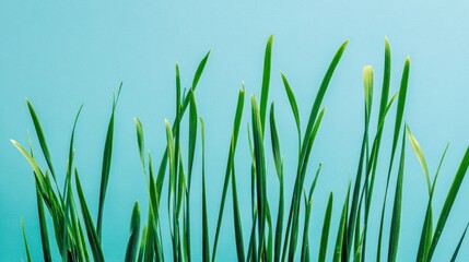 Fototapeta premium Green grass against light blue background