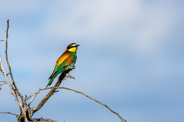 South Africa, Kruger National Park, European Bee-eater (Merops apiaster)