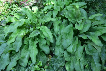 Symphytum officinale en été au jardin