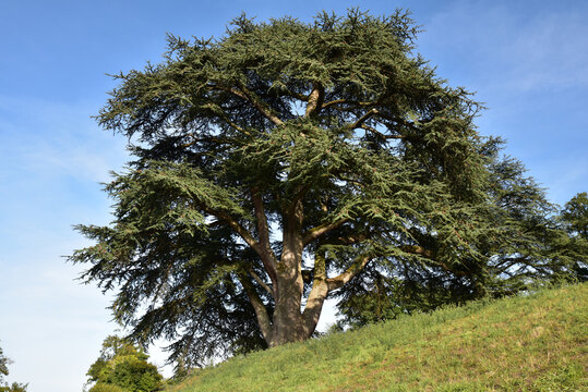 Cedrus libani en &eacute;t&eacute;