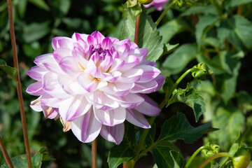 Purple flower background. Beautiful purple and white dahlia on a natural background in a summer garden. A large elegant flower that looks like a delicate purple ball