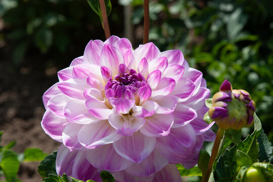 Purple flower background. Beautiful purple and white dahlia on a natural background in a summer garden. A large elegant flower that looks like a delicate purple ball - Powered by Adobe