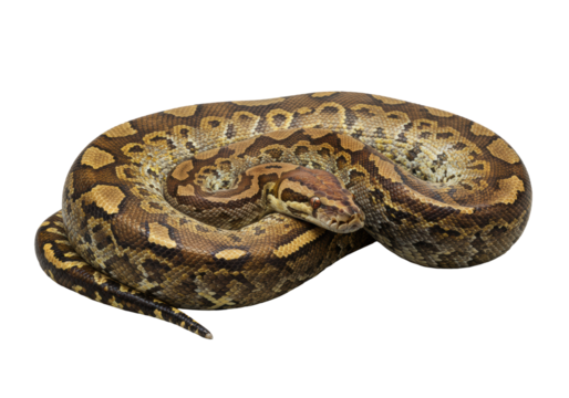 Coiled reticulated python with intricate brown, yellow, black scales and piercing orange eyes, next to a dark grey polished river stone on a transparent studio background. Concept of elegant natural