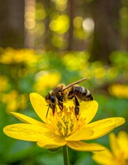 una abeja recolectando n&eacute;ctar de una flor blanca en un bosque iluminado por la luz natural. La escena est&aacute; capturada en primer plano, con enfoque n&iacute;tido en la abeja y la flor, mostrando detalles
