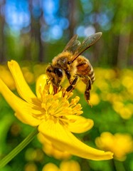 una abeja recolectando néctar de una flor blanca en un bosque iluminado por la luz natural. La escena está capturada en primer plano, con enfoque nítido en la abeja y la flor, mostrando detalles