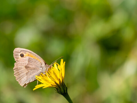 A large oxeye butterfly (Miniola jurtina) sitting on a dandelion flower.