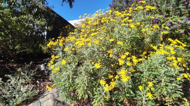 Yellow Euryops Pectinatus Flower in Waite Campus, The University of Adelaide, South Australia: 4K Video of Blooming Daisy Bush, Garden Plant, Bright Yellow Blossoms in Spring