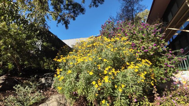 Yellow Euryops Pectinatus Flower in Waite Campus, The University of Adelaide, South Australia: 4K Video of Blooming Daisy Bush, Garden Plant, Bright Yellow Blossoms in Spring