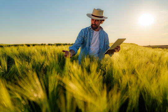 Farmer wearing a hat stands in a barley field at sunset, holding a tablet while inspecting the growth of crops and embracing the blend of technology and nature in agriculture
