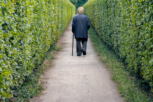 Elderly man with a walking stick walk along a path lined with a hedge