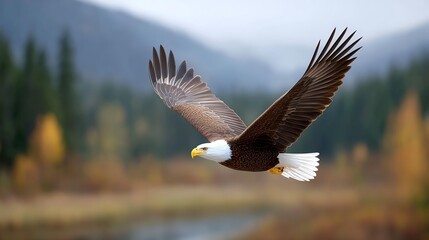 Obraz premium Soaring Eagle Over Wilderness: Majestic eagle soars through the vast wilderness, its powerful wings spread against the backdrop of a serene landscape and autumn foliage.