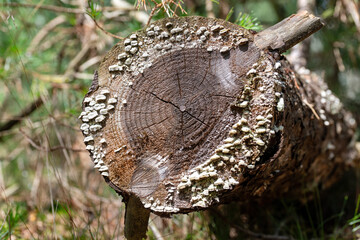 closeup of a tree stump with white mushrooms