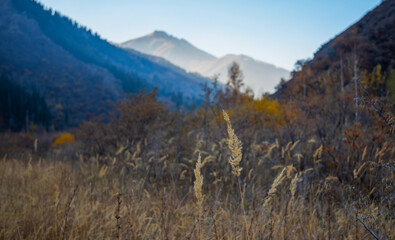 a tranquil mountain scene, with the soft focus on the golden wild grass in the foreground, leading the eye towards the sunlit mountain peaks in the distance, encapsulating a serene autumnal morning