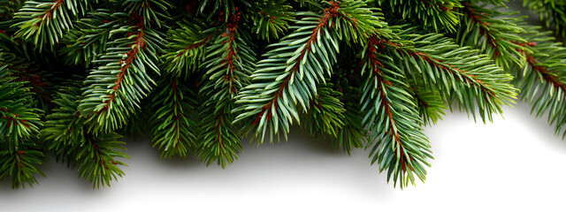 Fir tree branch isolated o white background. green fr branch Christmas decoraton. Long wide banner