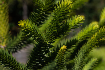 Close-up of vibrant green Araucaria leaves with sharp, spiky edges, creating a striking texture against a blurred natural background. Ideal for botanical and nature-themed content.