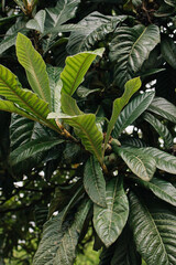 green ficus leaves in the garden