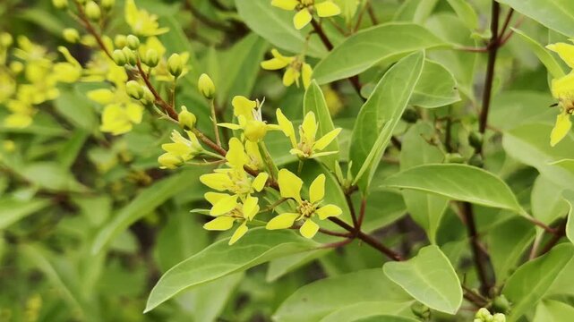 Static close-up shot of Galphimia gracilis (Slender Goldshower) with bright yellow star-shaped flowers and buds on reddish stems surrounded by glossy green leaves, swaying gently in the breeze.