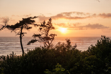 Golden Sunset Over Ocean with Silhouetted Trees