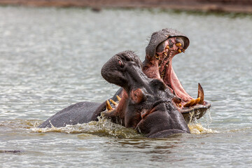 Fototapeta premium South Africa, Kruger National Park, Hippopotamus 