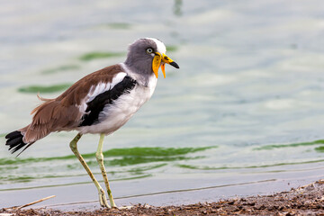 South Africa, Kruger National Park, White-crowned / White-headed Lapwing / Plover (Vanellus albiceps)