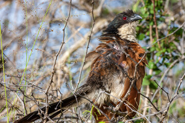 South Africa, Kruger National Park, Burchell's Coucal (Centropus Burchelli)