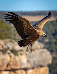Obraz premium buitre leonado (Gyps fulvus) en primer plano, sobrevolando un acantilado. El ave aparece con gran nivel de detalle, mostrando las alas extendidas, plumas bien definidas y su cabeza calva