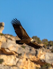 Fototapeta premium buitre leonado (Gyps fulvus) en primer plano, sobrevolando un acantilado. El ave aparece con gran nivel de detalle, mostrando las alas extendidas, plumas bien definidas y su cabeza calva