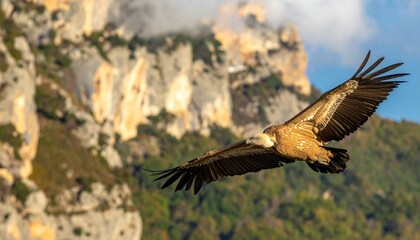 Obraz premium buitre leonado (Gyps fulvus) en primer plano, sobrevolando un acantilado. El ave aparece con gran nivel de detalle, mostrando las alas extendidas, plumas bien definidas y su cabeza calva