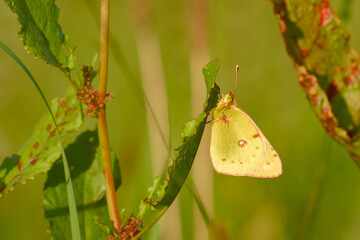 Close-up of a pale clouded yellow butterfly resting on a green leaf in golden sunlight