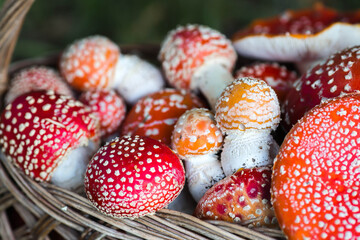 Poisonous red wild mushrooms in a wicker basket. Picking up toadstools. Microdose of poison or mushroom poisoning.