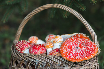 Poisonous red wild mushrooms in a wicker basket. Picking up toadstools. Microdose of poison or...