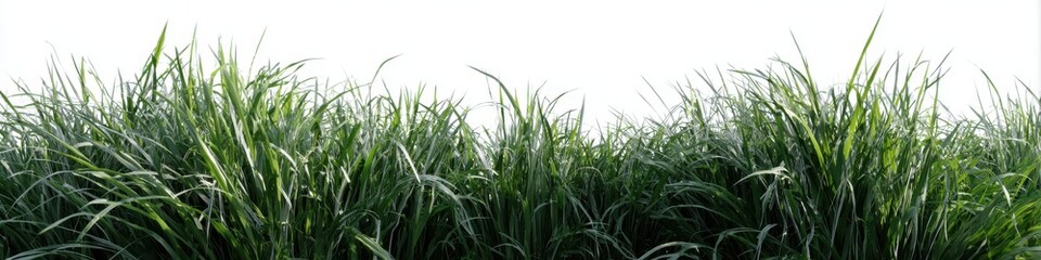 Fototapeta premium Lush Green Grass Background Ideal for Nature and Garden Themes